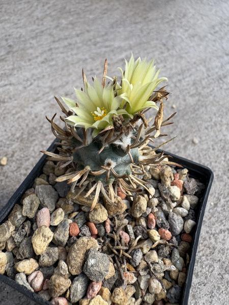 Turbinicarpus flaviflorus gelb